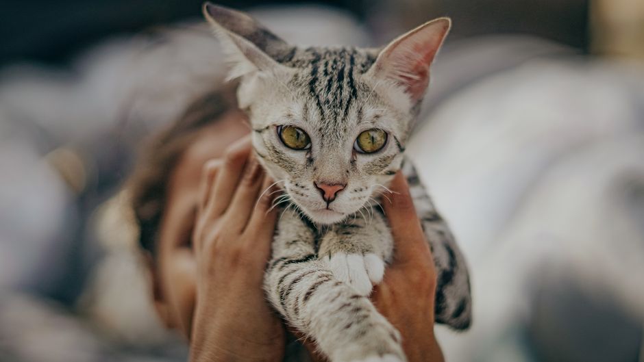 猫を膝にのせて寄り添う飼い主