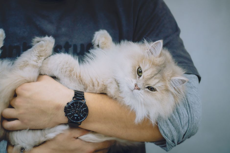 年をとった猫にそっと食事をすすめる飼い主の手元