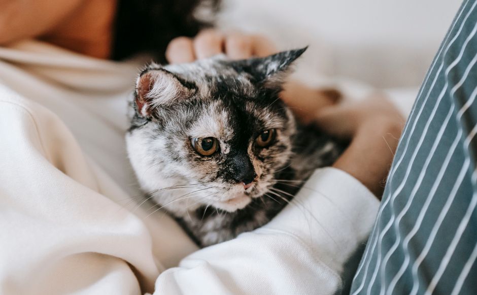 猫にそっとご飯を差し出す飼い主の手元