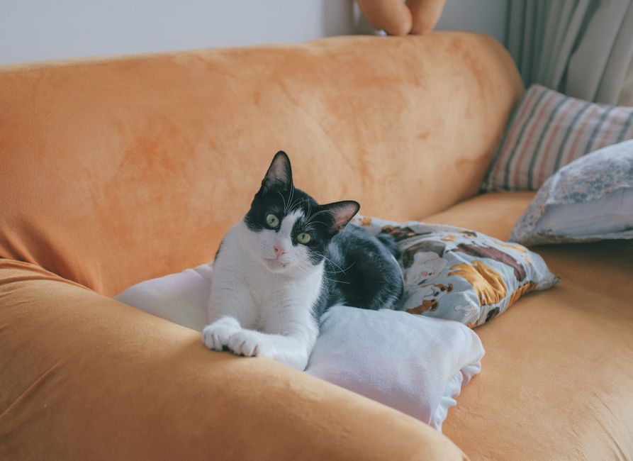 猫と過ごす飼い主