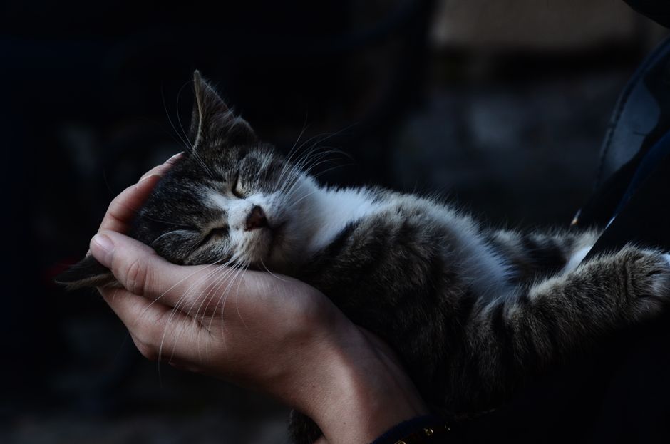 猫にそっと寄り添う飼い主