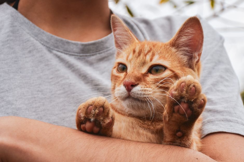 猫にそっと寄り添う飼い主の手