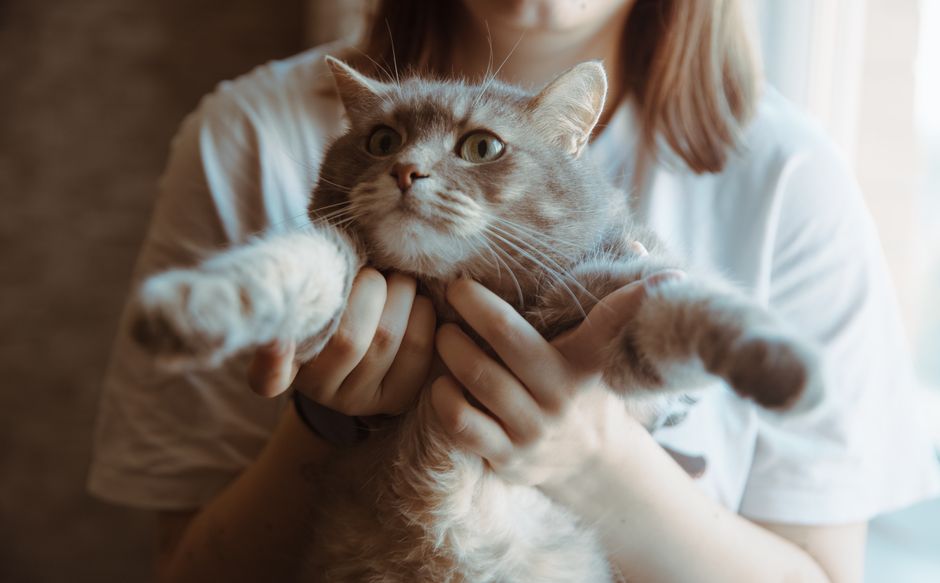 眠る猫の背中をそっとなでる飼い主の手