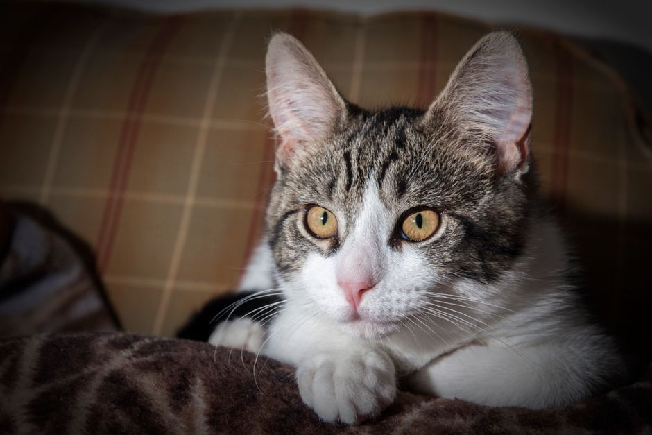 飼い主の腕の中で穏やかな表情を見せる猫