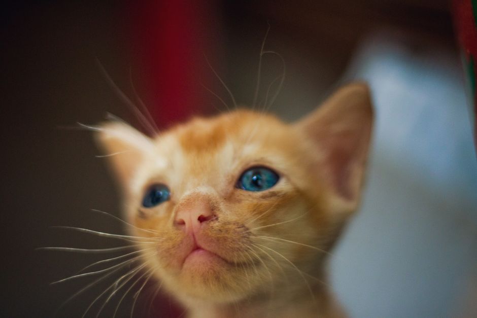 穏やかな表情でくつろぐ猫