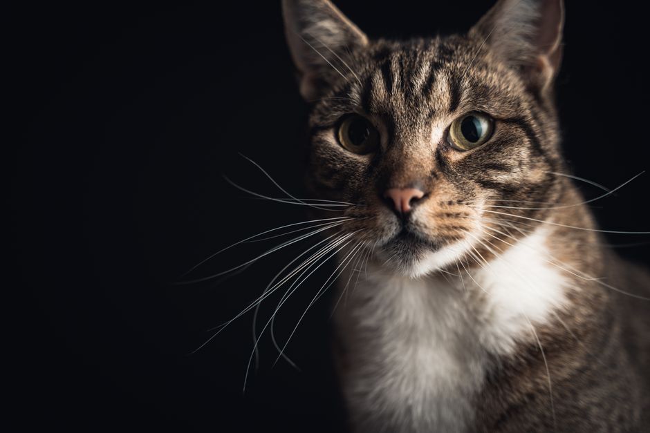 飼い主に抱かれて安心した表情の猫