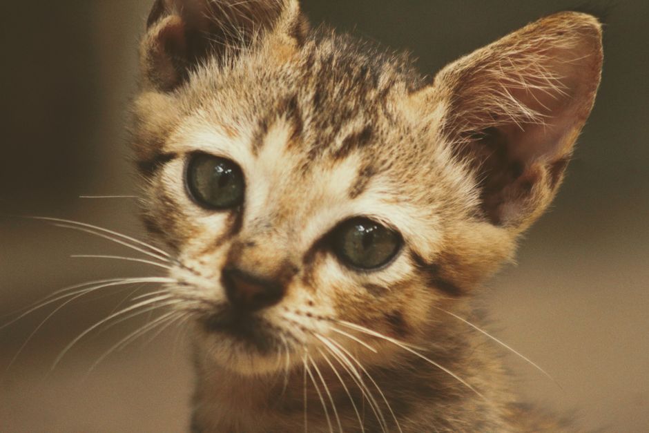 窓辺で外を眺める猫