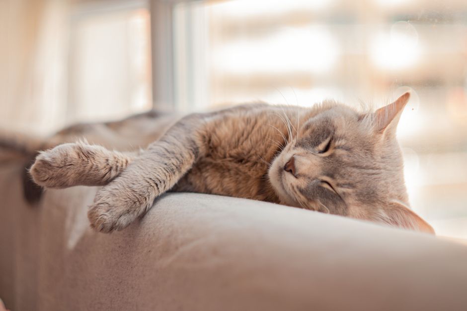 窓辺で静かに過ごす猫