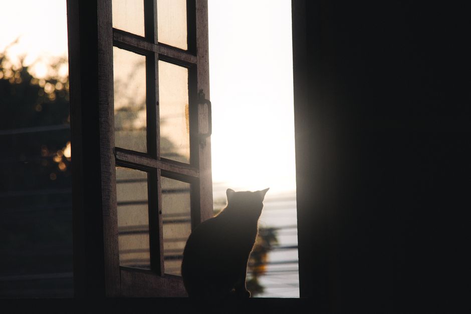 窓辺でくつろぐ猫とそばに寄り添う飼い主