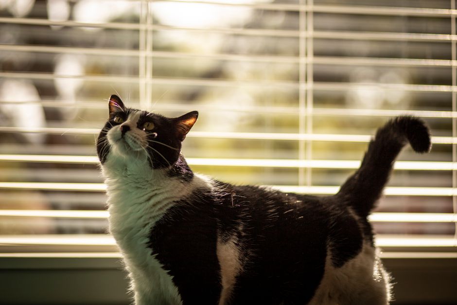 窓辺で穏やかに過ごす猫