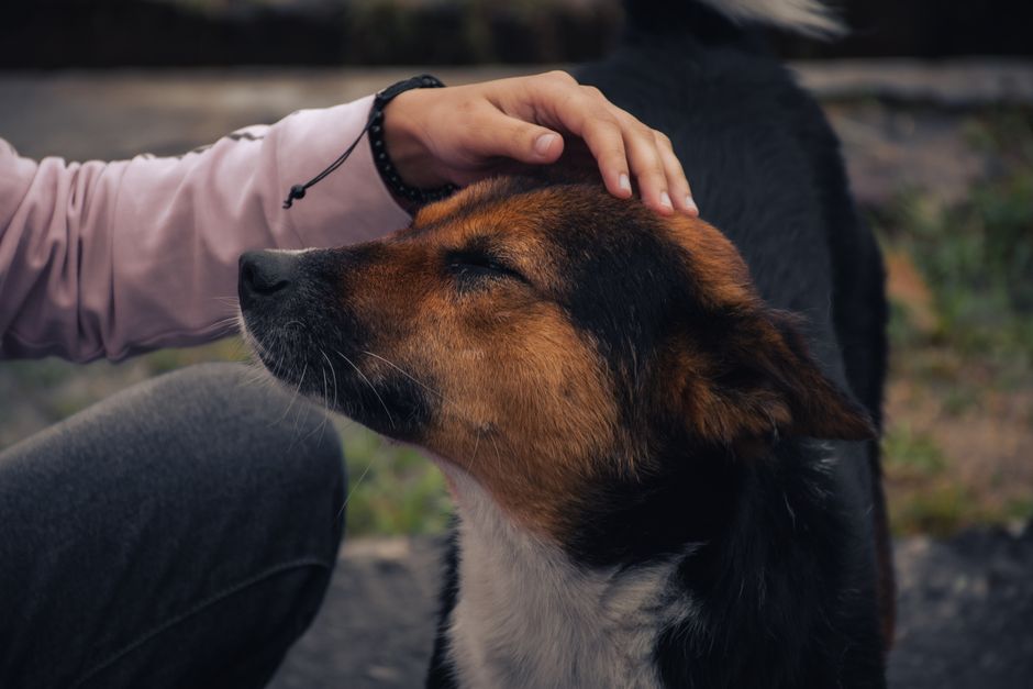 愛犬に寄り添う飼い主