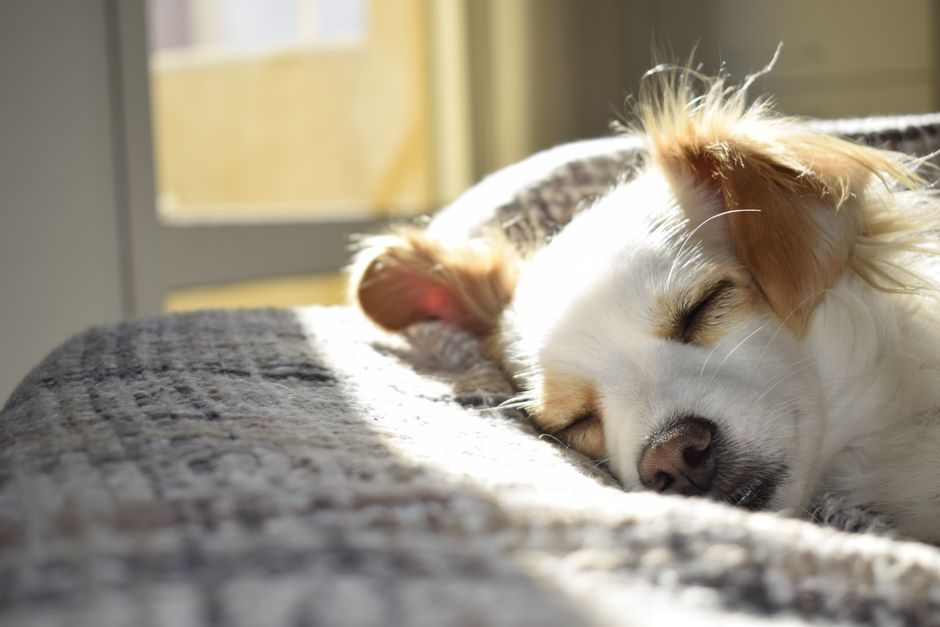 穏やかに眠るように横たわる犬