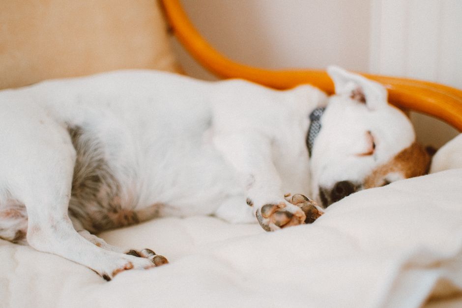 穏やかに眠るように横たわる犬