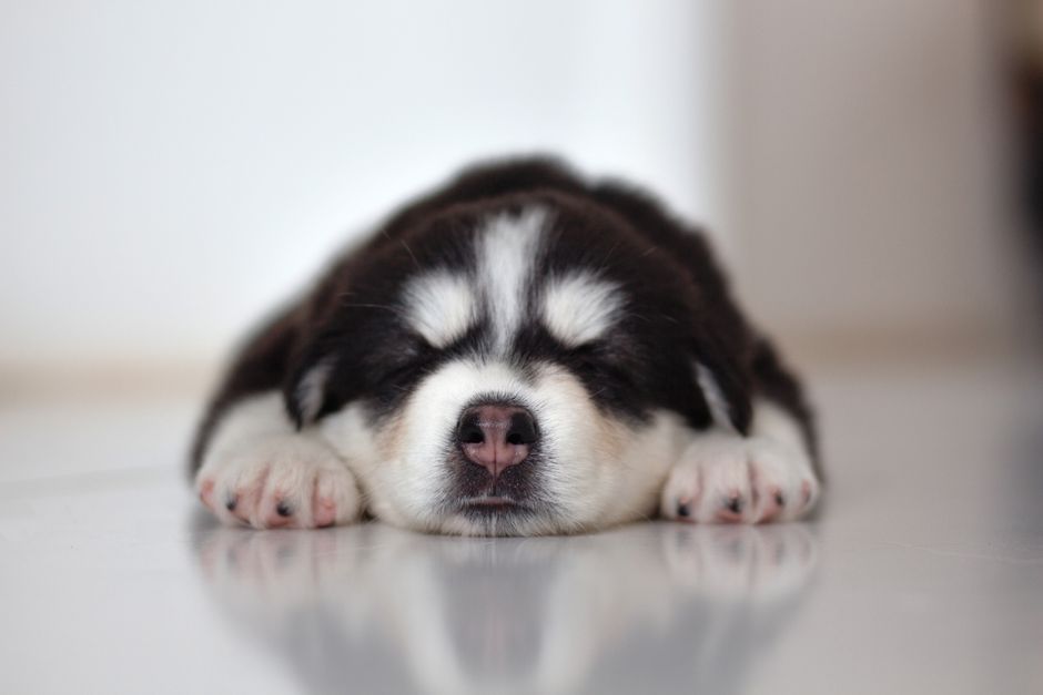 穏やかに眠るように過ごすシニア犬