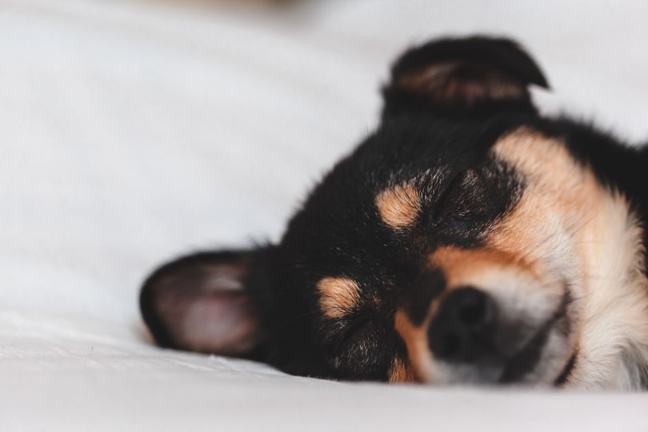 穏やかに横たわる犬