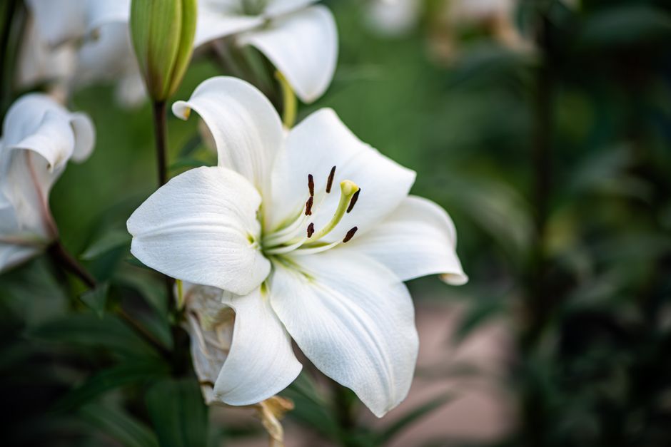 窓辺にそっと飾られた花と静かな午後の光
