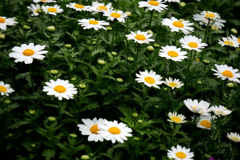 供養の花を丁寧に手向ける女性の手元
