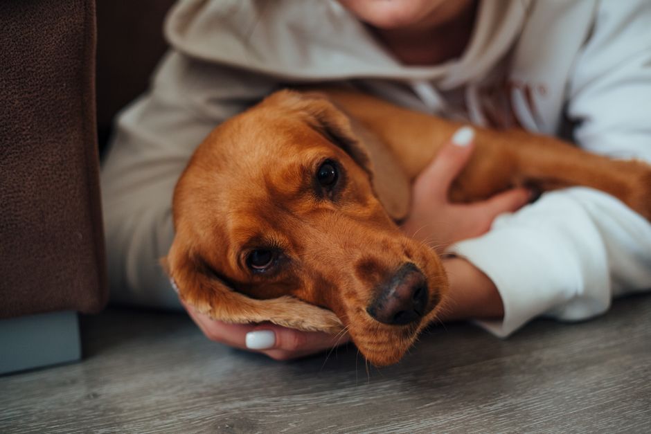 ペットとの別れに寄り添う飼い主の手