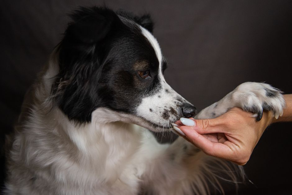 寄り添う犬の足元と飼い主の手のイメージ