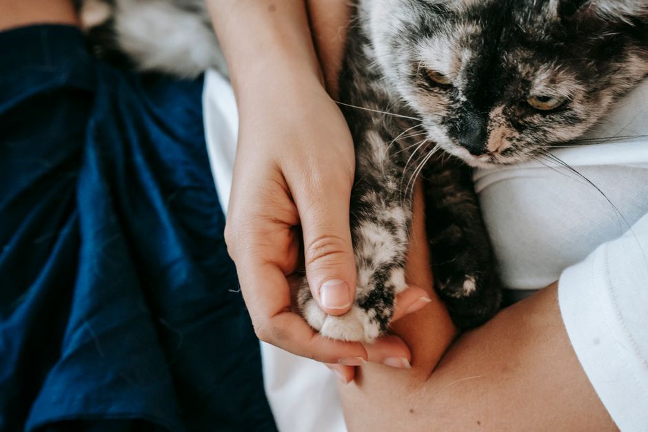ペットの前足にそっと触れる飼い主の手