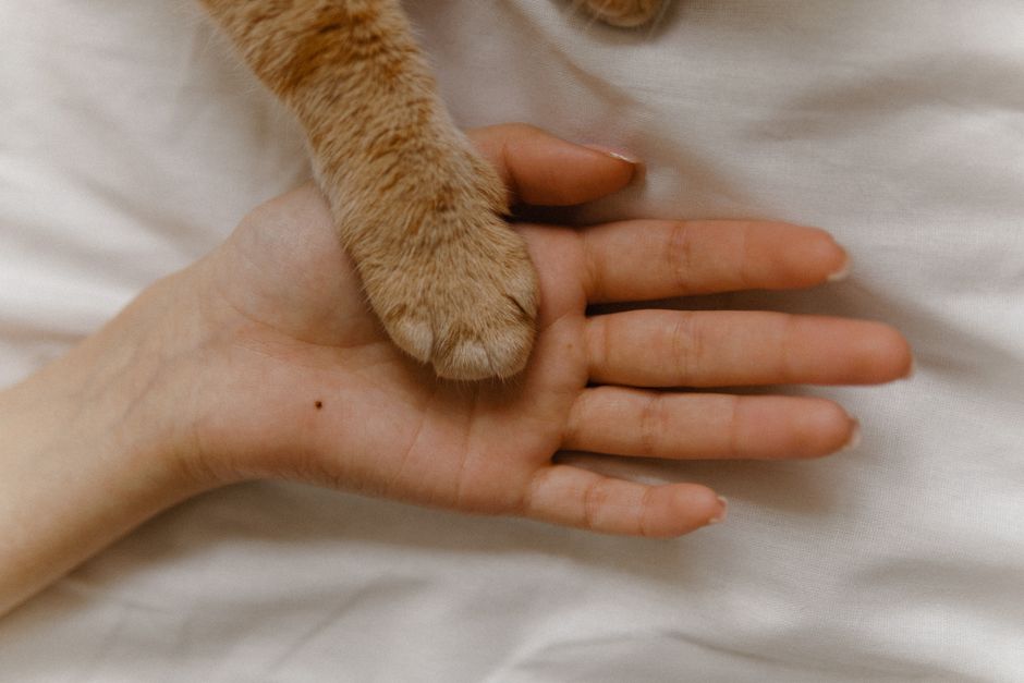 ペットの前足にそっと触れる飼い主の手