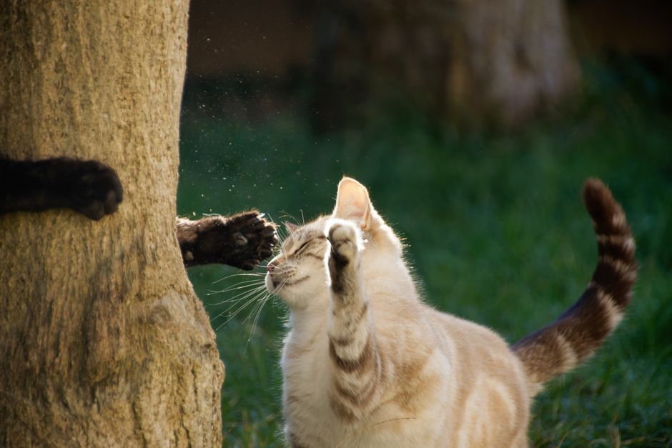 飼い主の手にそっと重ねられた犬の前足