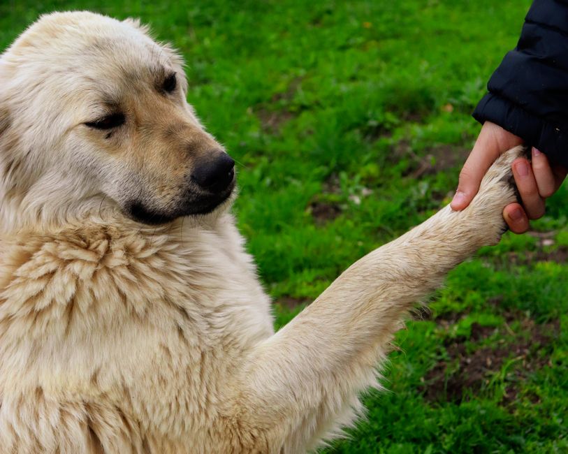 水槽の世話をする飼い主の手元