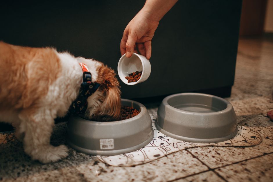 犬用のフードと食器
