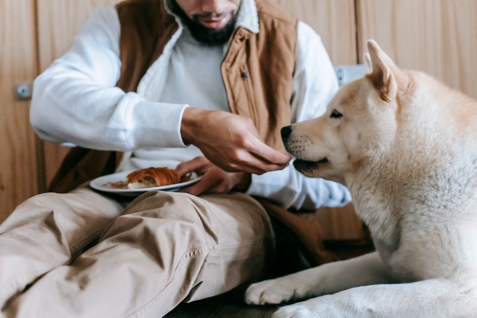 犬の食事を用意する飼い主の手元