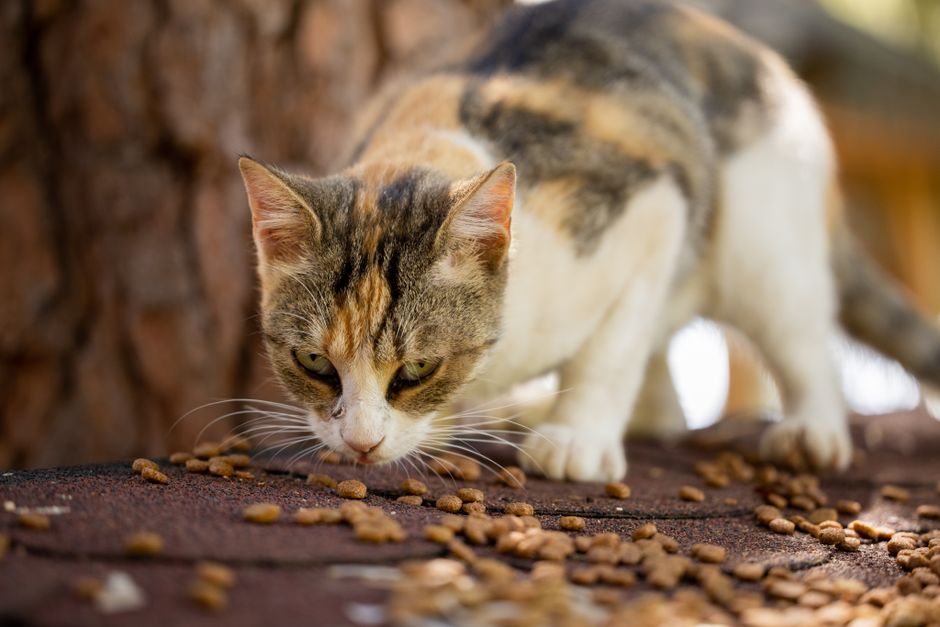 猫用のごはんを準備する様子