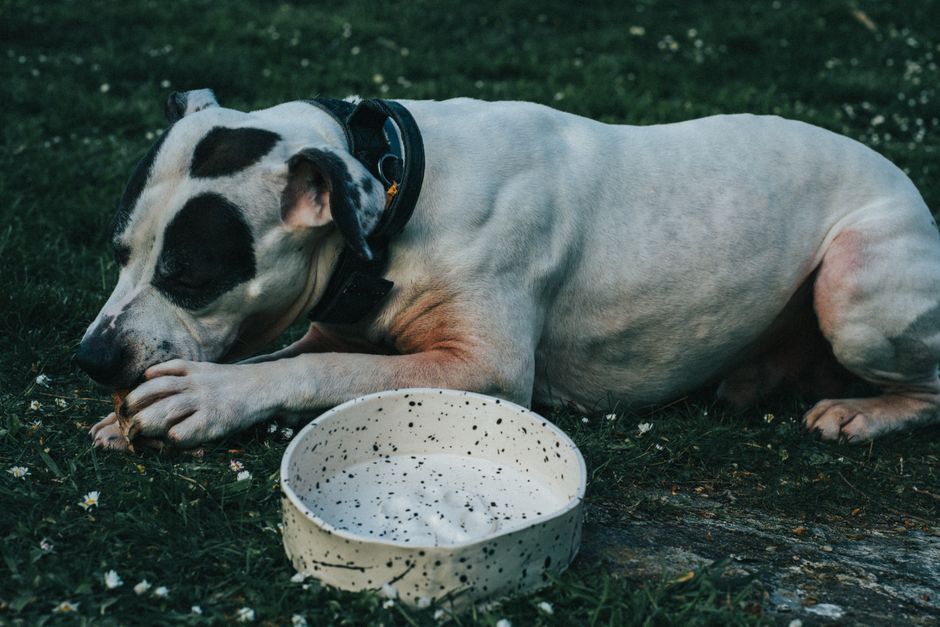 犬のごはんを温めて用意する飼い主の手元