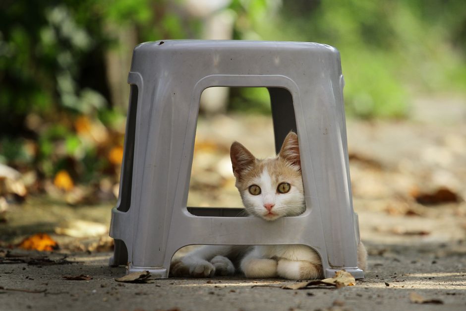 高齢の猫のためのフードを選ぶ様子