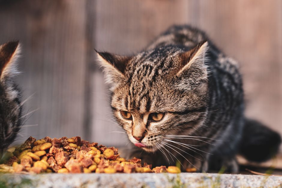 猫のために少量ずつ盛りつけられたごはん