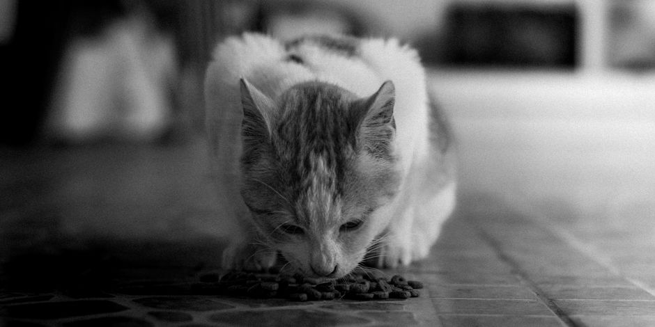 猫用ドライフードと器
