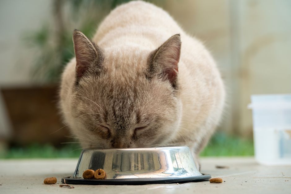 シニア犬のために食事を用意する飼い主の手元