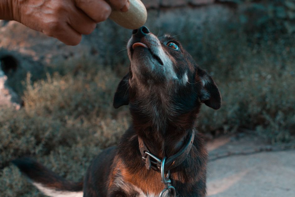 犬のごはんを少量ずつ用意する飼い主の手元