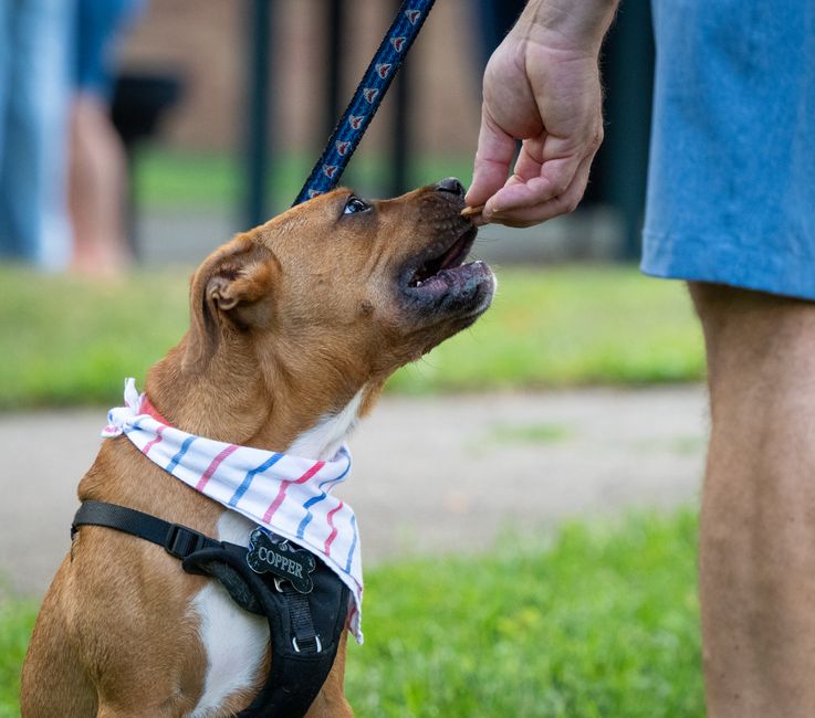 ふやかしたフードを用意する飼い主の手元
