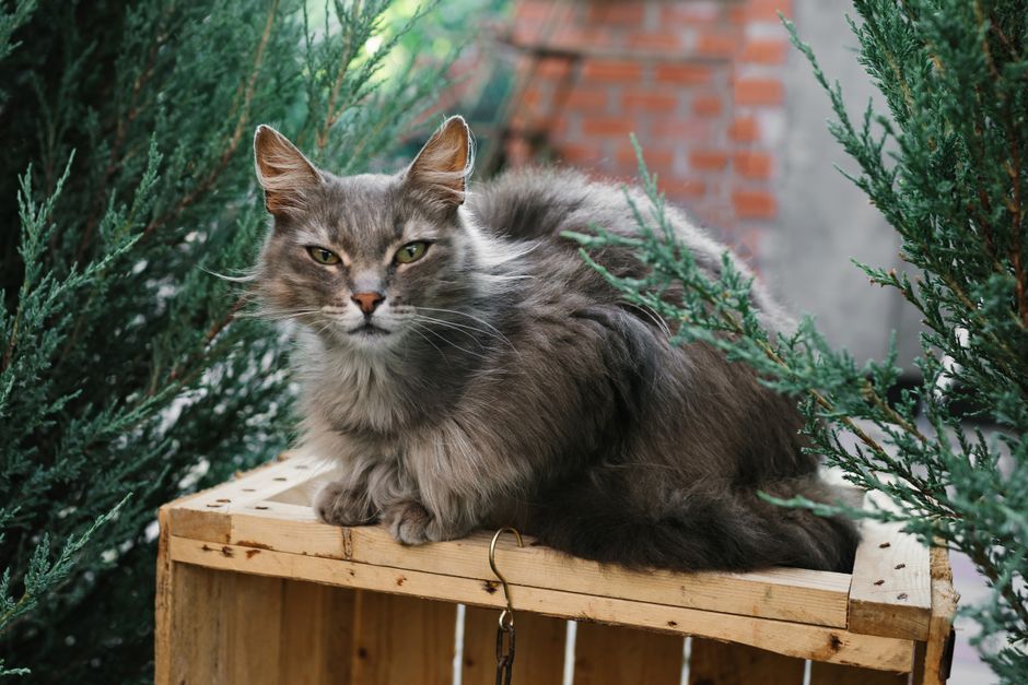 窓辺で過ごすシニアの猫