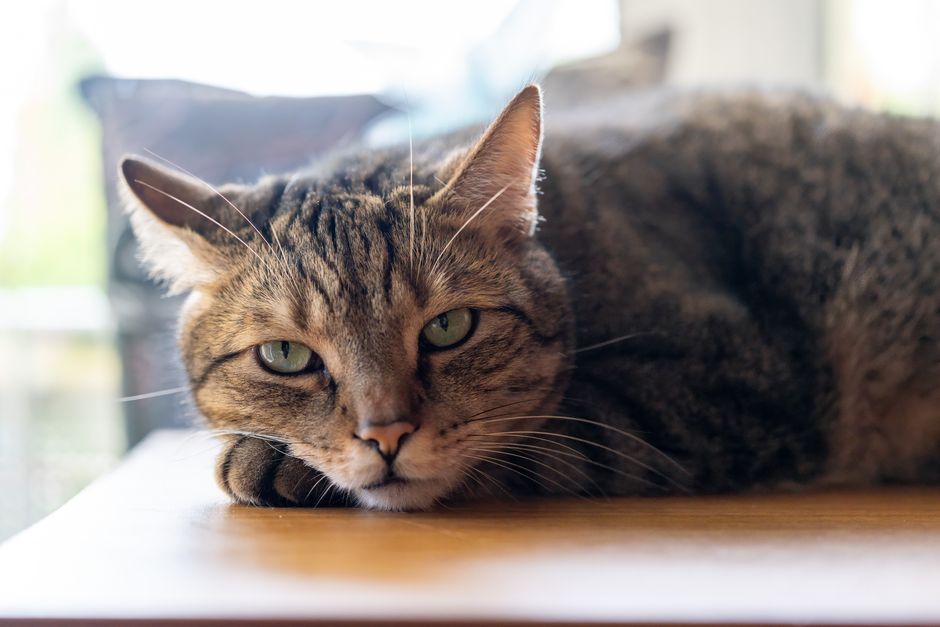 窓辺で穏やかに過ごすシニア猫