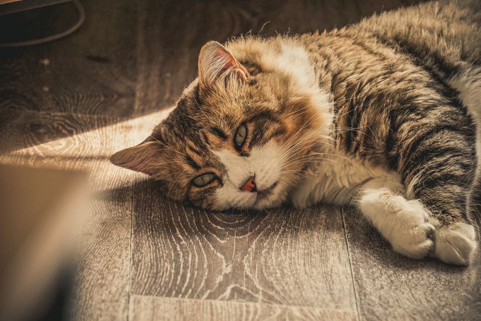 庭で飼い主に寄り添う猫