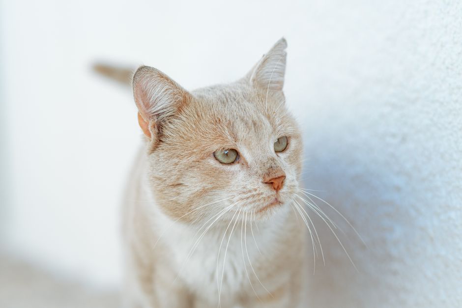 寄り添うシニア猫と飼い主