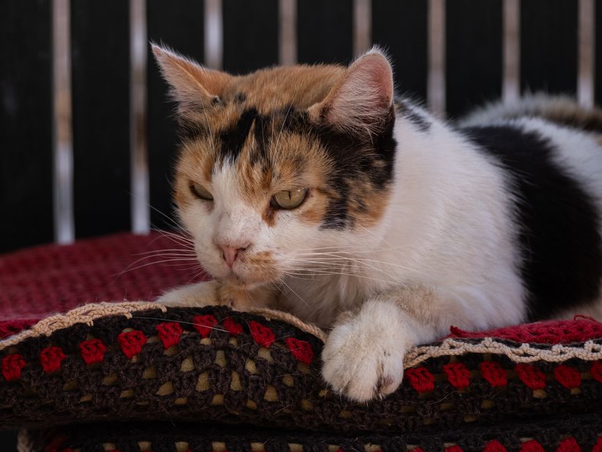 窓辺で過ごすシニアの猫