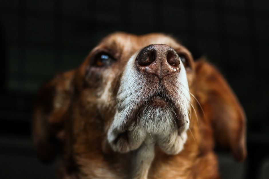 穏やかに過ごすシニア犬のイメージ