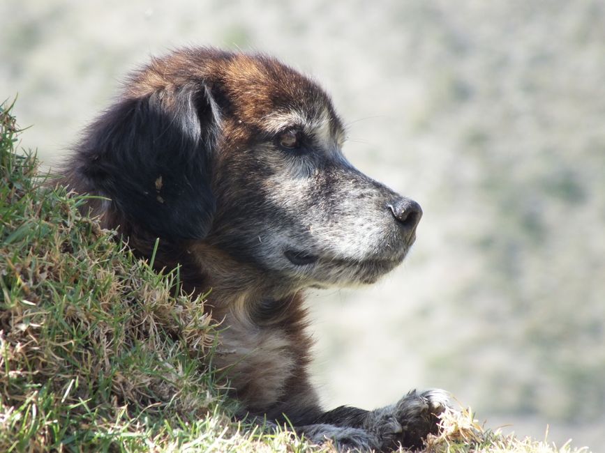 寄り添って眠る老犬とそっと手を添える飼い主