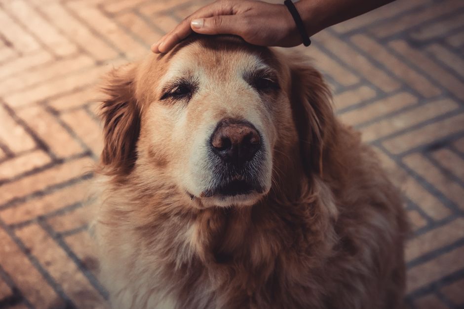 穏やかに眠るシニア犬に寄り添う手