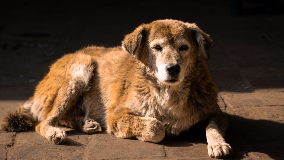 ベッドでくつろぎながら眠る犬