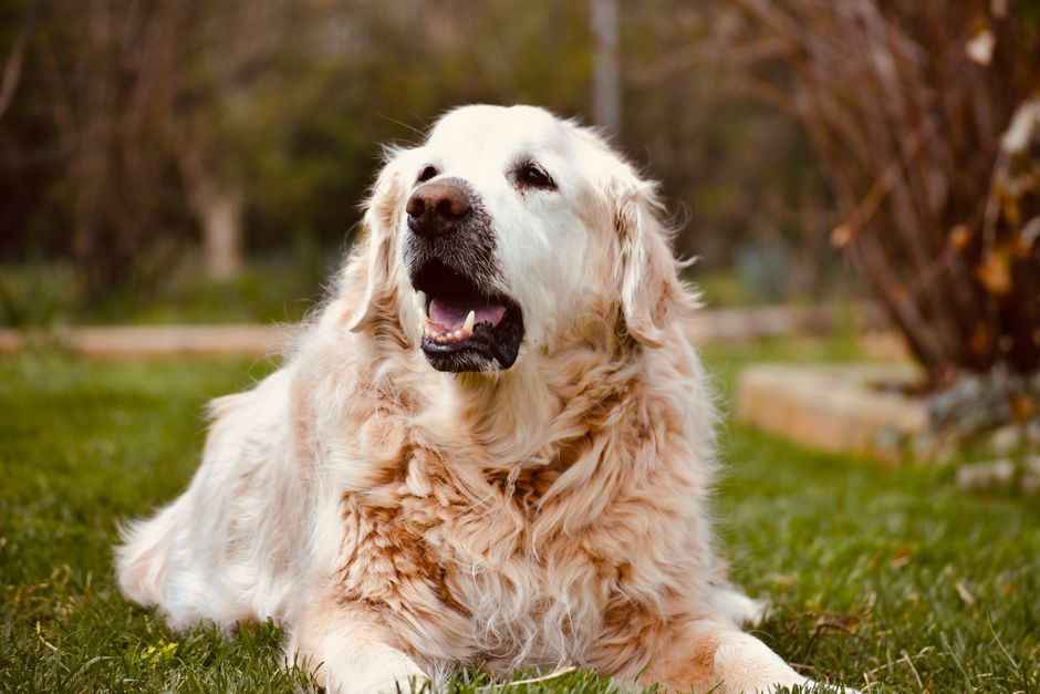フードの器の前で少し食欲が落ちた様子の犬