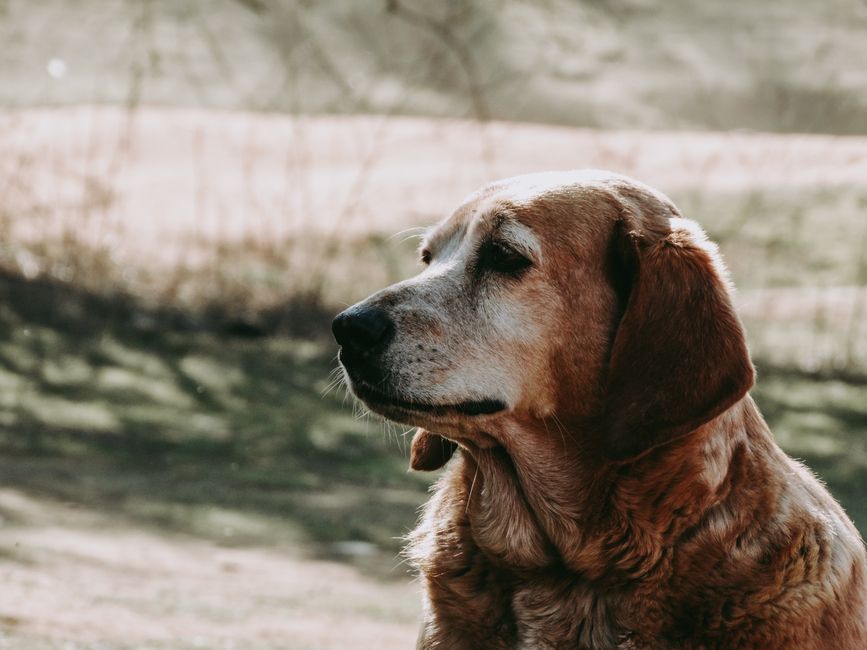 ごはんの前で飼い主を見上げる犬