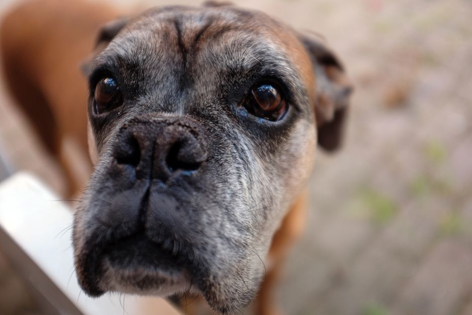 穏やかに過ごすシニアのトイプードルと見守る飼い主