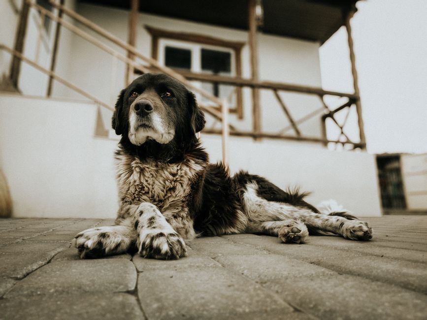 窓辺で穏やかに過ごすシニア犬
